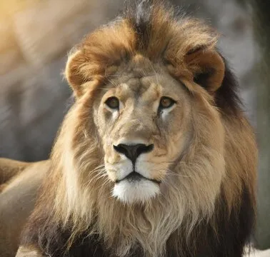 产品设计与体验研究